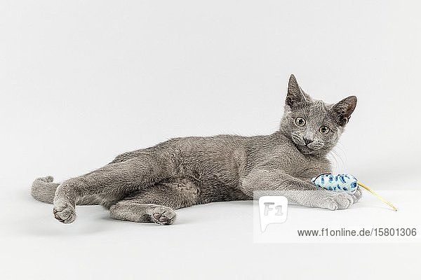 Rassekatze Russisch Blau (Felis silvestris catus)  12 Wochen  Kätzchen  mit Tierspielzeug  hellgrauer Hintergrund  Studioaufnahme  Österreich  Europa