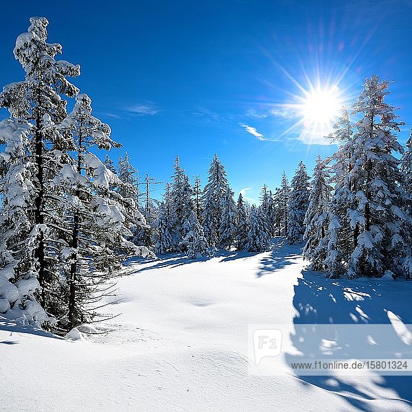 Snowy untouched winter landscape  spruces covered with snow  bright sun  Harz National Park  Lower Saxony  Germany  Europe
