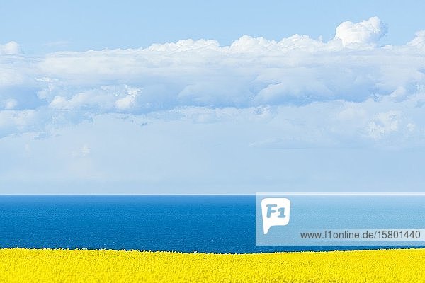 Blühendes Rapsfeld (Brassica napus)  Ostsee  blauer Himmel mit Wolken  Rügen  Mecklenburg-Vorpommern  Deutschland  Europa
