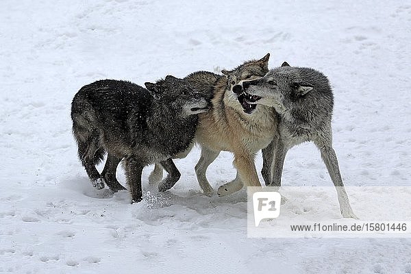 Algonquin-Wolf (Canis lupus lycaon)  erwachsen  im Winter  im Schnee  kämpfend  drei Wölfe  in Gefangenschaft  Montana  Nordamerika  USA  Nordamerika