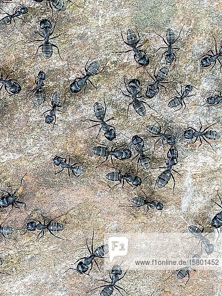 Ameisen (Formicidae)  Serres  Griechenland  Europa