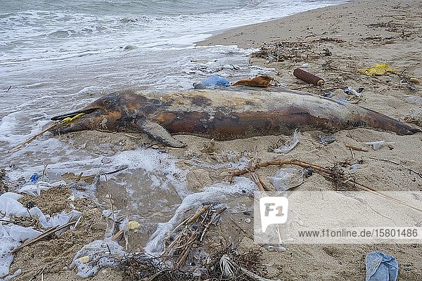 Ein toter Delfin  der an den Sandstrand gespült wurde  ist von Plastikmüll  Flaschen und anderem Plastikmüll umgeben  Meeresverschmutzung durch Plastik tötet Meerestiere  Schwarzes Meer  Odessa  Ukraine  Europa