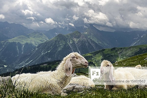 Hausschaf (Ovis gmelini aries) auf Bergwiese mit Lechtaler Bergen im Hintergrund  Elbigenalp  Lechtal  Außerfern  Tirol  Österreich  Europa