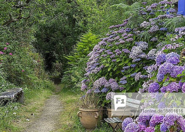 Path with hydrangeas and folding chair Locronan Département Finistère France Europe
