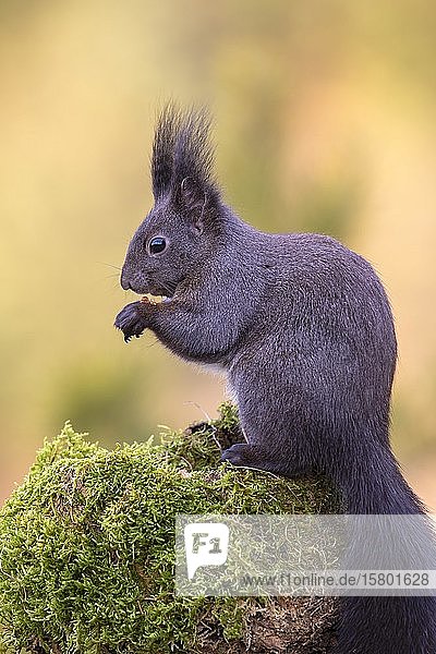 Rotes Eichhörnchen (Sciurus vulgaris)  dunkle Phase  auf einem moosbewachsenen Baumstumpf sitzend  Tirol  Österreich  Europa