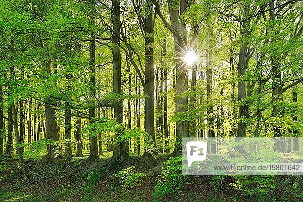Natürlicher Buchenwald (Fagus) im Frühling  Sonne scheint durch das Laub  Nationalpark Jasmund  Insel Rügen  Mecklenburg-Vorpommern  Deutschland  Europa