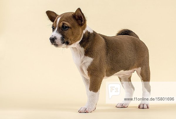 Basenji oder Kongo Terrier (Canis lupus familiaris)  Jungtier  6 Wochen  rot/weiß  stehend  seitlich  Studioaufnahme mit sandfarbenem Hintergrund  Österreich  Europa