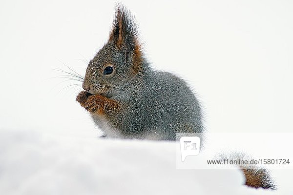 Rotes Eichhörnchen (Sciurus vulgaris)  frisst im Schnee  Kuusamo  Finnland  Europa