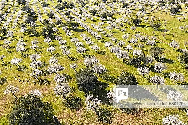 Almond blossom  flowering almond trees  almond plantation with sheep near Bunyola  aerial view  Majorca  Balearic Islands  Spain  Europe