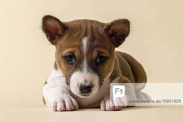 Basenji oder Kongo Terrier (Canis lupus familiaris)  Jungtier  6 Wochen  rot/weiß  liegend  von vorne  Studioaufnahme  heller Hintergrund  Österreich  Europa