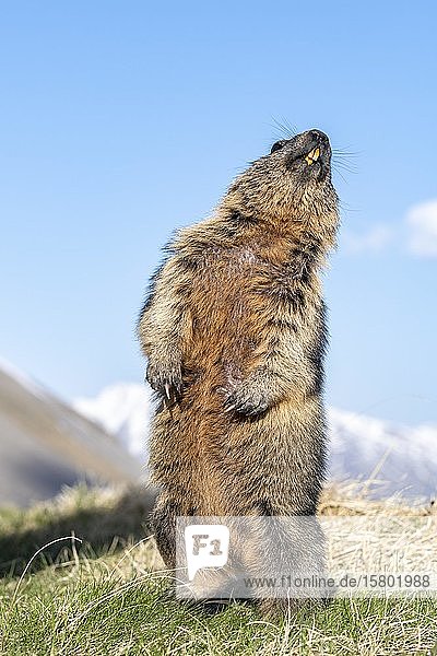 Marmot (Marmota marmota) standing Hohe Tauern National Park Carinthia Austria Europe