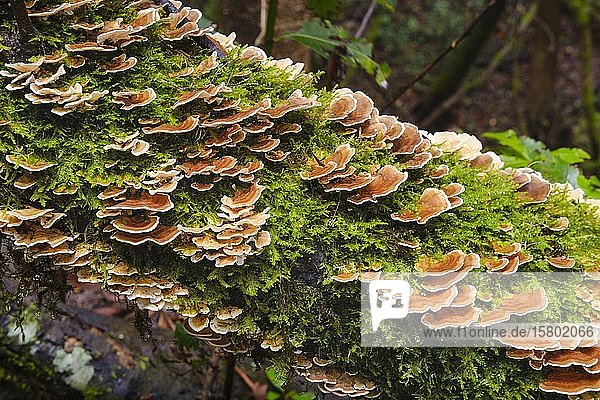 Unji mushroom (Trametes versicolor) on a mossy tree trunk in the cloud forest  Garajonay National Park  La Gomera  Canary Islands  Spain  Europe