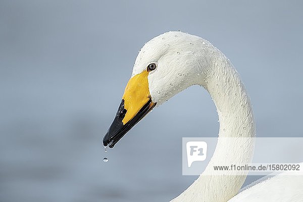 Whooper swan (Cygnus cygnus) adult animal portrait Cambridgeshire England United Kingdom Europe