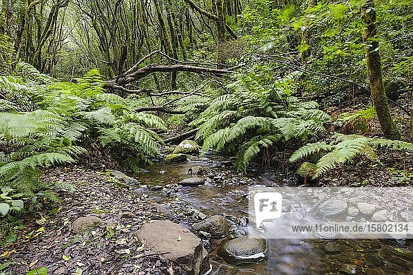 El Cedro stream and fern in cloud forest  Garajonay National Park  La Gomera  Canary Islands  Spain  Europe