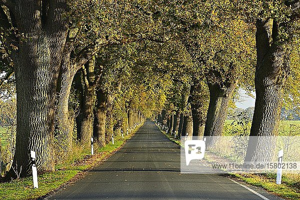 Country road  oak avenue in autumn  Mecklenburg-Western Pomerania  Germany  Europe
