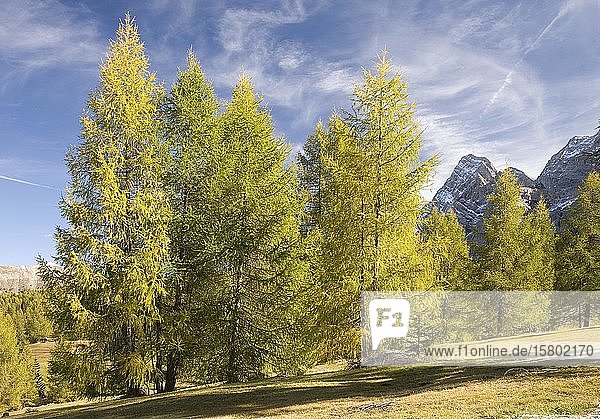 Herbst auf den Wiesen der Armentara  Dolomiten  Südtirol  Italien  Europa
