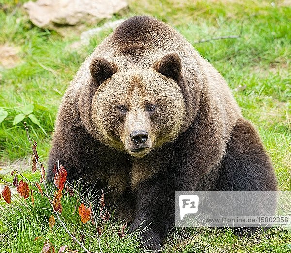 Europäischer Braunbär (Ursus arctos) auf dem Boden sitzend  in Gefangenschaft  Nationalpark Bayerischer Wald  Bayern  Deutschland  Europa