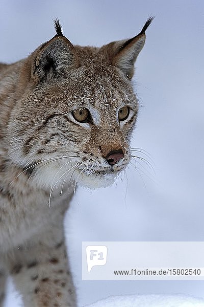 Eurasischer Luchs (Lynx lynx)  erwachsen  in Gefangenschaft  im Winter  im Schnee  Futtersuche  Porträt  Montana  Nordamerika  USA  Nordamerika