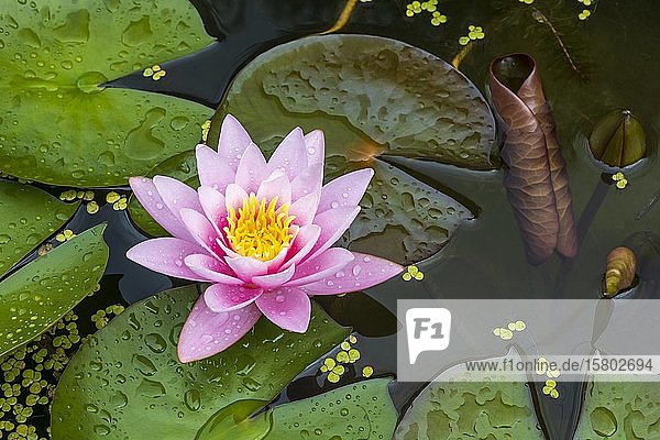 Pink water lily (Nymphaea Pink) Beauty variety duckweed Baden-Württemberg Germany Europe