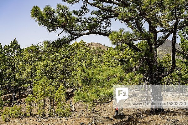 Wanderer am Weg zum Vulkan Martin auf La Palma La Palma Kanaren Spanien Europa
