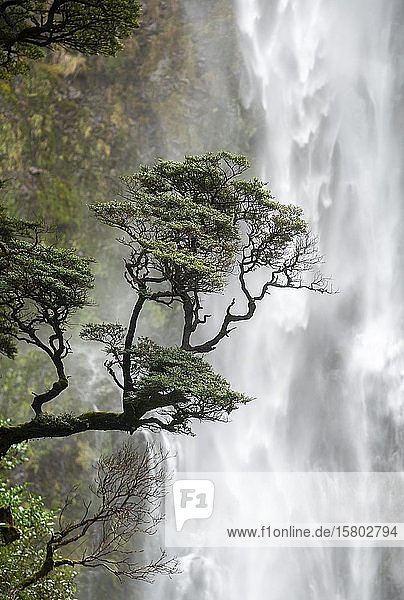 Ast eines Baumes vor einem Wasserfall  Devils Punchbowl Falls  Arthur's Pass  Region Canterbury  Südland  Neuseeland  Ozeanien