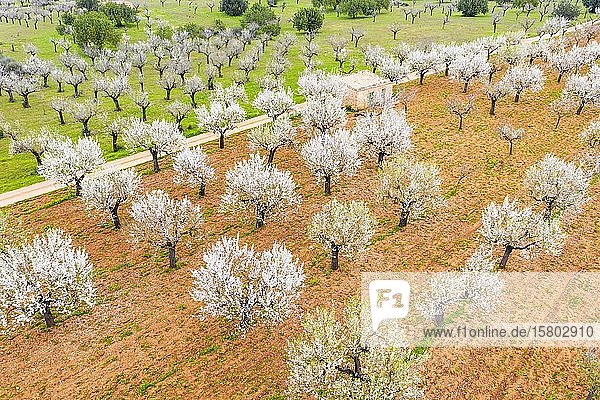 Mandelblüte  blühende Mandelbäume in Plantage  bei Marratxi  Luftaufnahme  Mallorca  Balearen  Spanien  Europa