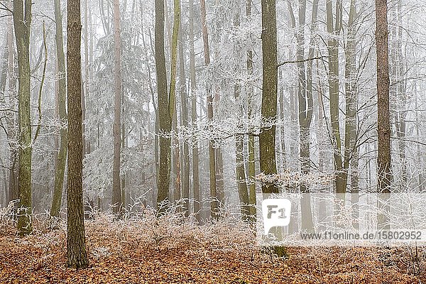 Mischwald mit von Raureif bedeckten Ästen im Nebel  Limbach  Burgenland  Österreich  Europa