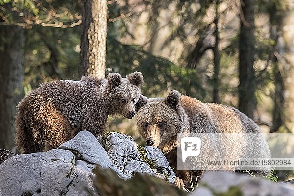 Europäischer Braunbär (Ursus arctos arctos) im Wald  Mutter mit Jungen  in freier Wildbahn  Region Notranjska  Dinarische Alpen  Slowenien  Europa