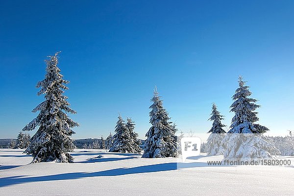 Verschneite  unberührte Winterlandschaft  schneebedeckte Tannen  glitzernde Schneekristalle  Sonnenberg  Braunlage  Nationalpark Harz  Niedersachsen  Deutschland  Europa
