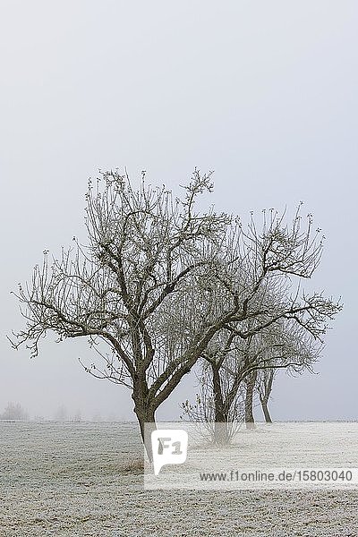 Obstbäume im Nebel  Schwäbische Alb  Baden-Württemberg  Deutschland  Europa