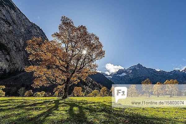 Herbstlicher Ahorn (Acer) im Gegenlicht mit Bergen im Hintergrund  Ahornboden  Hinterriß  Österreich  Europa