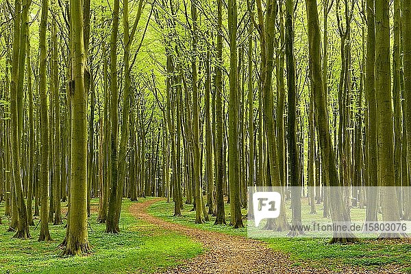 Hiking trail winds through semi-natural  hall-like Beeches forest (Fagus) in spring  anemones in bloom  Jasmund National Park  Rügen Island  Mecklenburg-Western Pomerania  Germany  Europe