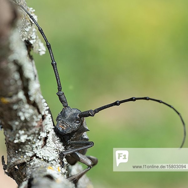Trauerbock (Morimus asper funereus) Tierportrait Serres Griechenland Europa