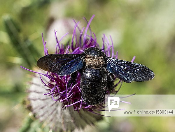 Carpenter Bee (Xylocopa) auf Färberdistel  Gaisstein  Furth  Niederösterreich  Österreich  Europa