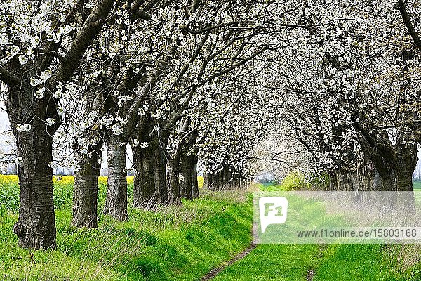 Allee aus blühenden Kirschbäumen (Prunus) im Frühling  bei Apolda  Thüringen  Deutschland  Europa