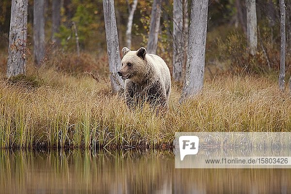 Braunbär (Ursus arctos)  Jungtier im Herbstwald der finnischen Taiga  Kainuu  Nordkarelien  Kuhmo  Finnland  Europa