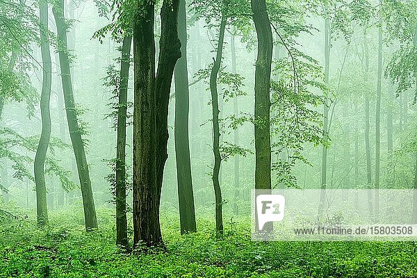 Natural mixed deciduous forest with fog in spring  fresh greenery  Burgenlandkreis  Saxony-Anhalt  Germany  Europe