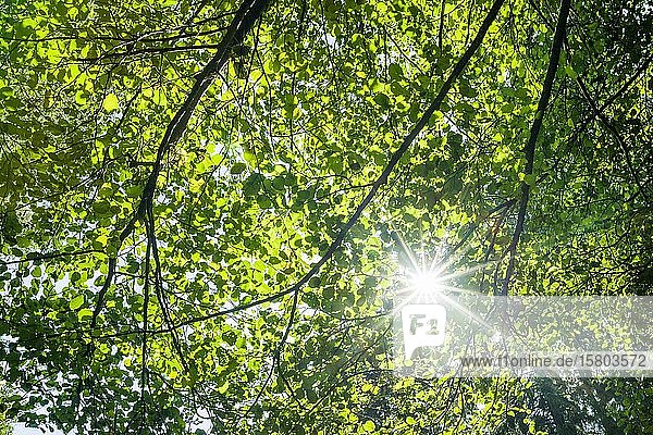 Blätter und Zweige im Rotbuchenwald (Fagus sylvatica) im Gegenlicht mit Sonnenstern  Hessen  Deutschland  Europa