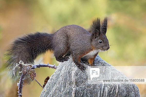 Rotes Eichhörnchen (Sciurus vulgaris)  dunkle Phase  auf einem Stein sitzend  Tirol  Österreich  Europa