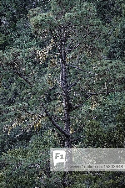 Detail eines Baumes in der Caldera de Taburiente  Nationalpark  La Palma  Kanarische Inseln  Kanarische Inseln  Spanien  Europa