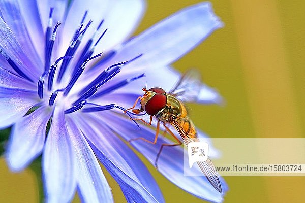 Schwebfliege (Syrphidae) auf der Blüte der Gemeinen Wegwarte (Cichorium intybus)  Hessen  Deutschland  Europa