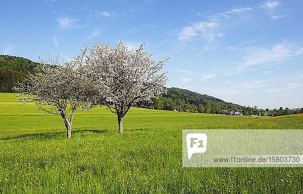 Agrarlandschaft mit blühenden Obstbäumen bei Mondsee  Mondseeland  Salzkammergut  Oberösterreich  Österreich  Europa