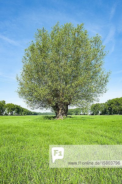 Weißweide (Salix alba)  Solitär im Frühjahr  Thüringen  Deutschland  Europa