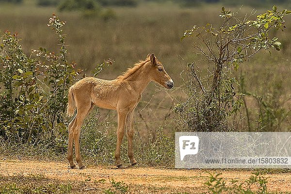 Fohlen  Pousada Pouso Alegre  Pantanal  Mato Grosso  Brasilien  Südamerika