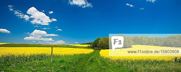 Hiking trail through blooming yellow rape fields  blue sky with white clouds  Hainich National Park  Thuringia  Germany  Europe