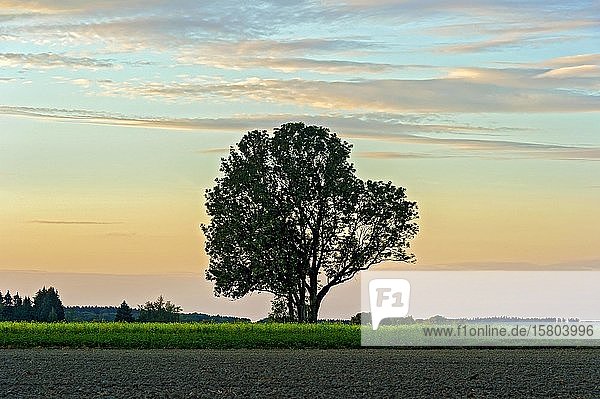Ash Fraxinus excelsior , solitary tree behind rape field in evening ...