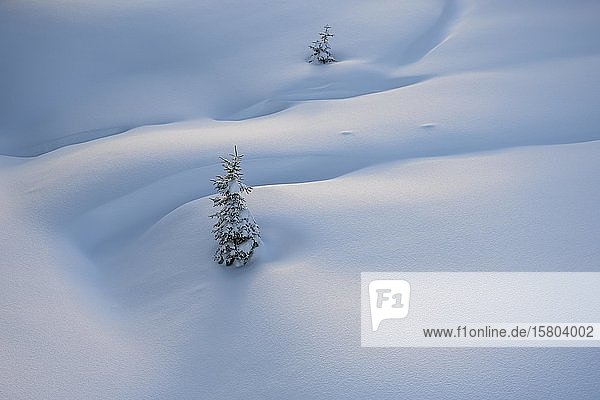 Small snowy spruces in untouched fresh snow Tyrol Austria Europe