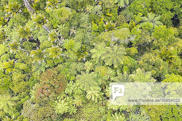 Subtropischer Regenwald  Baumkronen am Rande des Kahurangi Nationalparks  Baumfarne (Cyatheales)  Anatori  Tasman  Südinsel  Neuseeland  Ozeanien