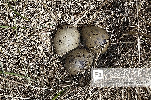 Sturmmöwe (Larus canus)  Gelege mit drei Eiern  Ostfriesische Inseln  Nationalpark Niedersächsisches Wattenmeer  Deutschland  Europa