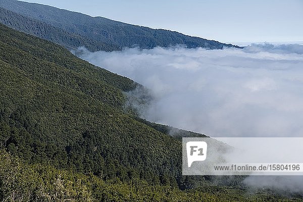 Wolkenwand an Bergregion  Kiefernwald  La Palma  Kanarische Inseln  Kanarische Inseln  Spanien  Europa